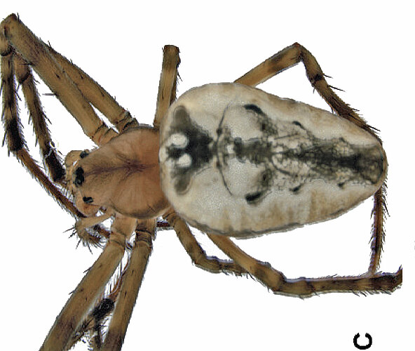 rosemaryae