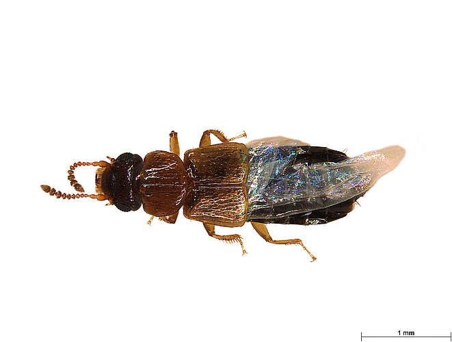FP-11209