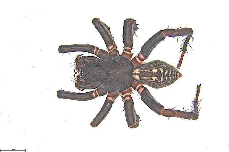 FP-13442