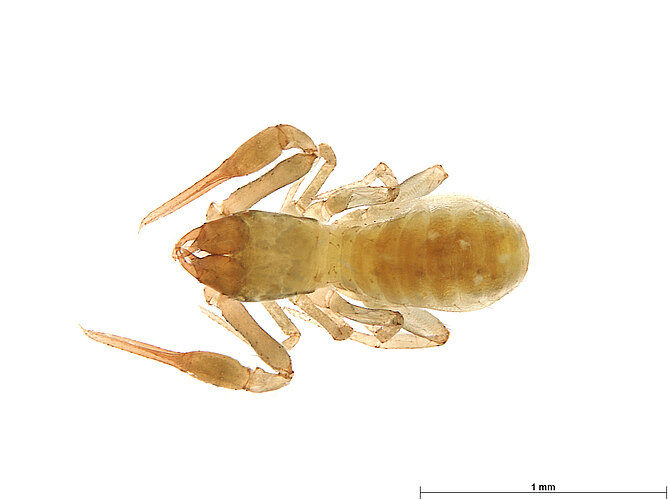 FP-13918