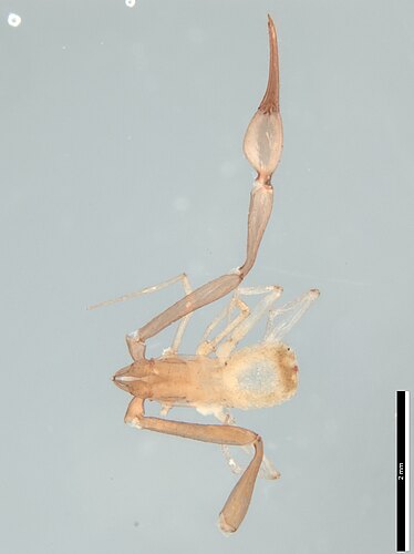 anastomosa
