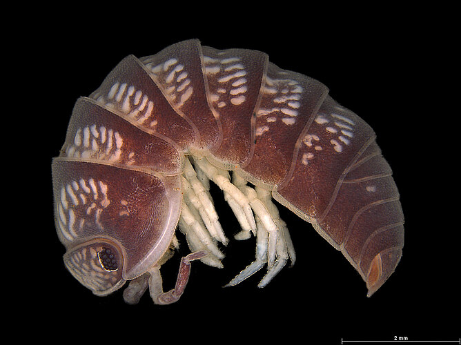 FP-13531