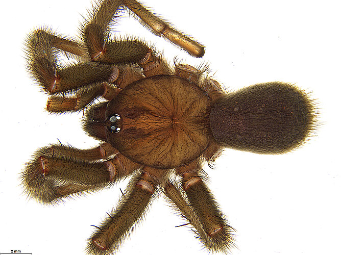 FP-11341 (WAM MYG319)