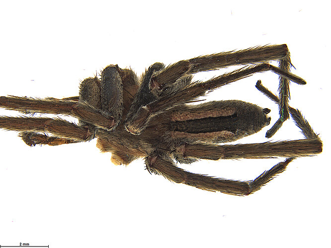 FP-13239