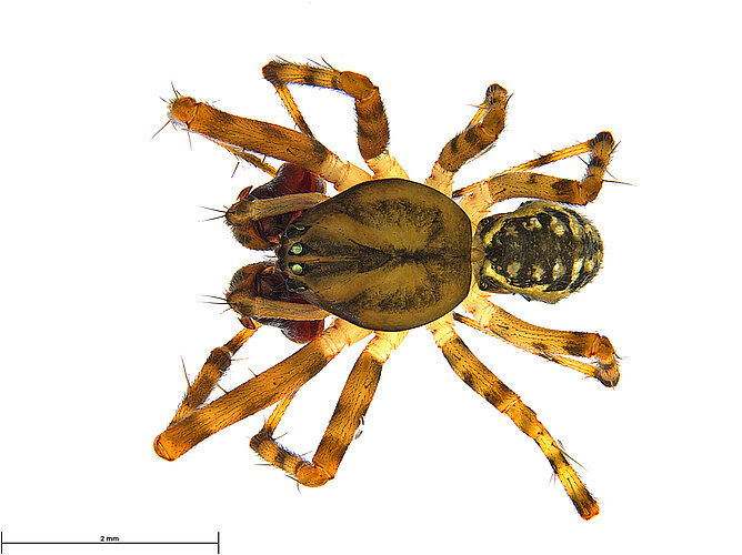 quindecimpunctata
