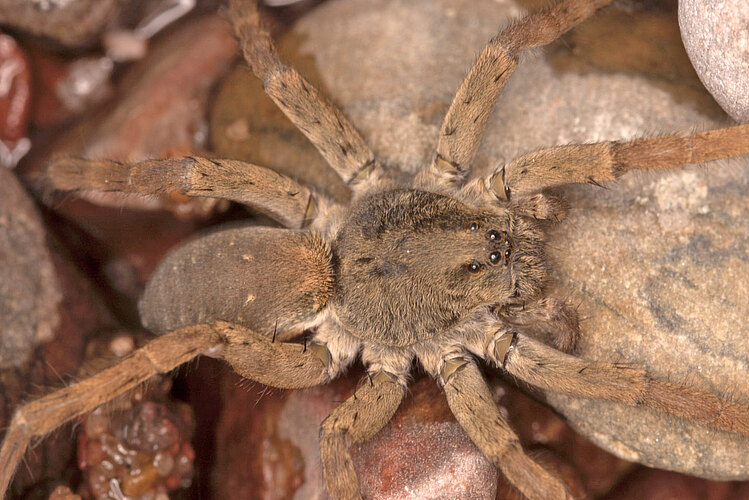 lapidosa