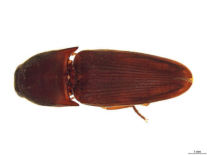 FP-1369 (BWI sp. 5)
