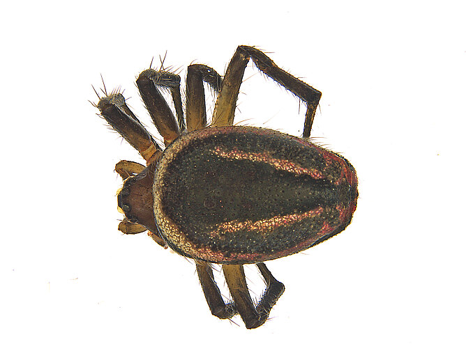 FP-13552