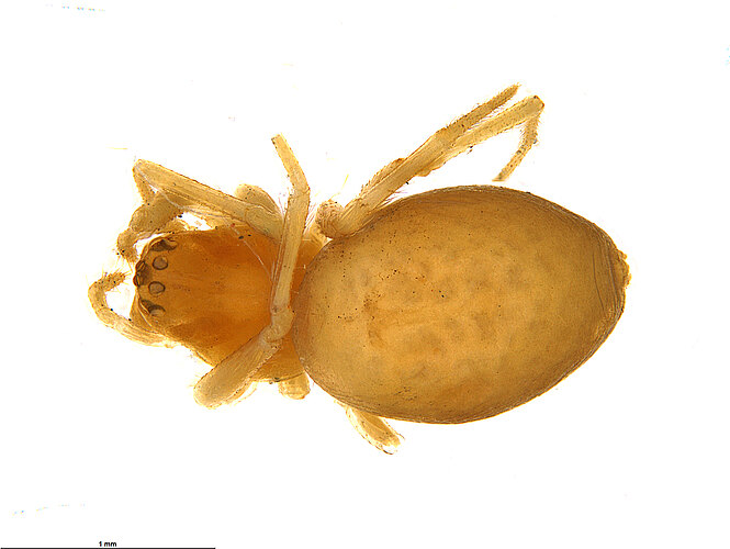lividulum