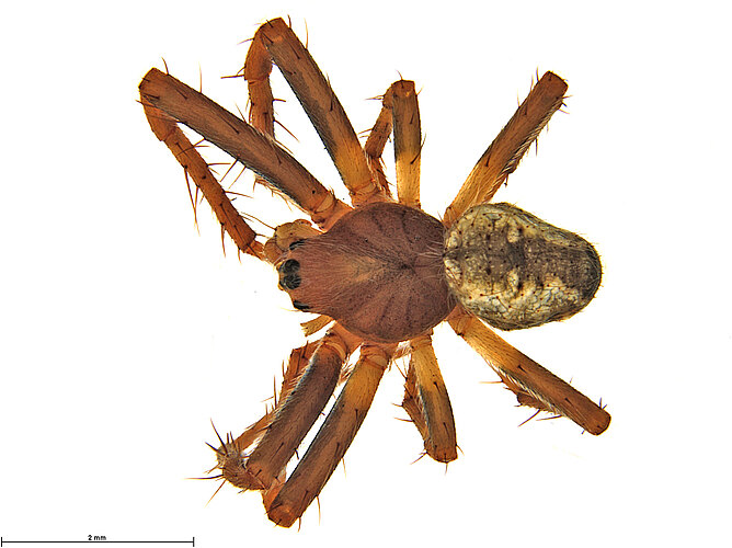 fuliginata