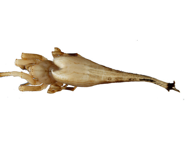 higginsii