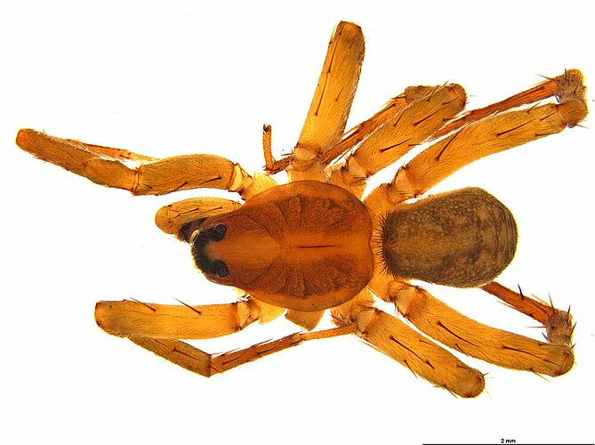 falcata