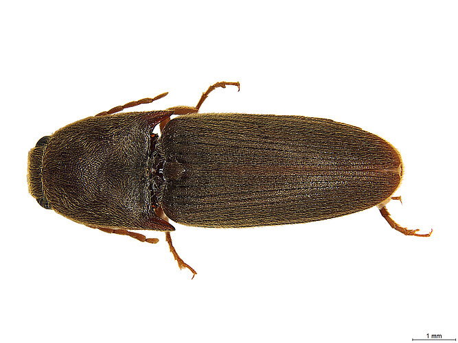FP-1654 (BWI sp. 3)