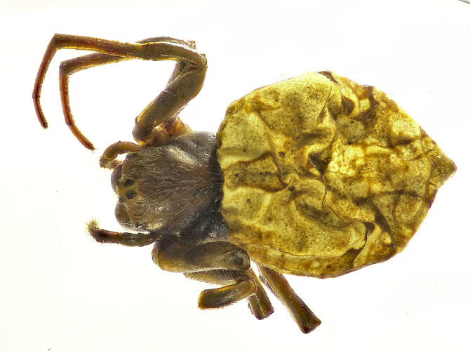 decorosa
