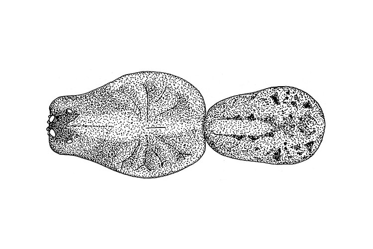 koori