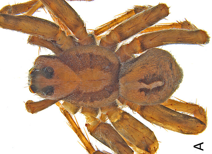 tasmaniensis