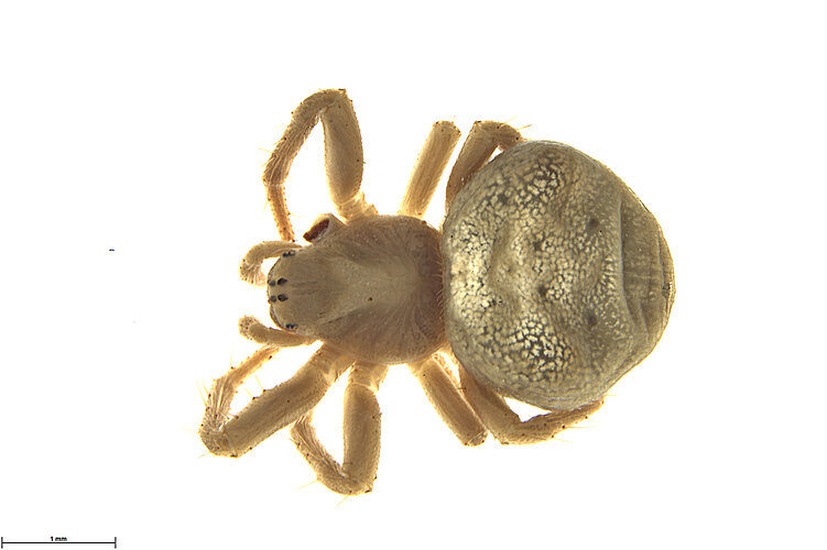 FP-14258