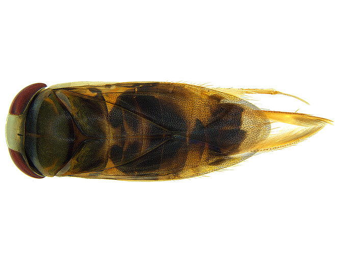 parvipunctata
