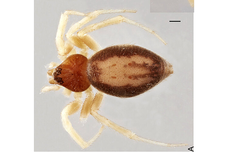 umbilicata