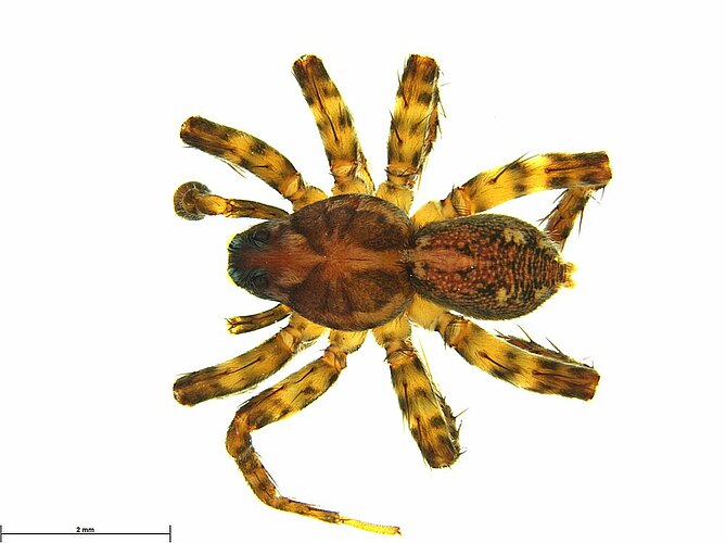 aculeata