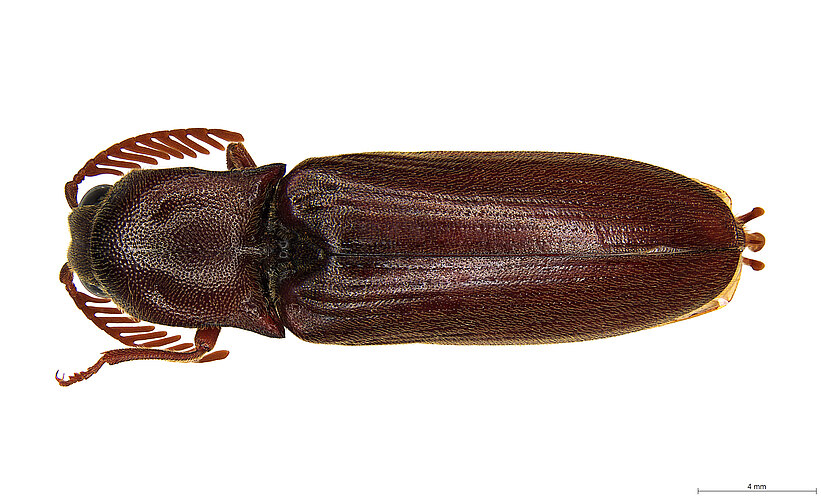 FP-11148