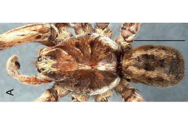 kochorum