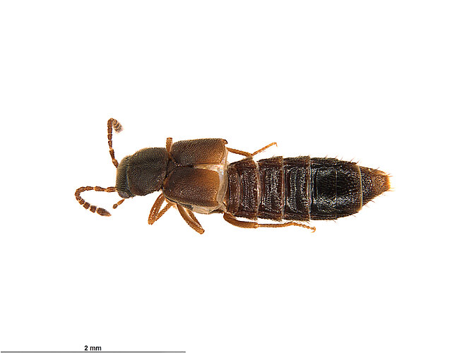 FP-13409