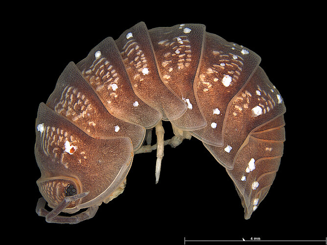 FP-13713