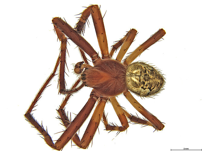 recherchensis