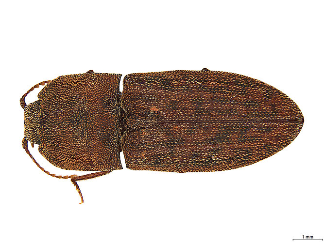 FP-644 (BWI sp. 12)