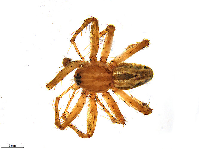 FP-14883