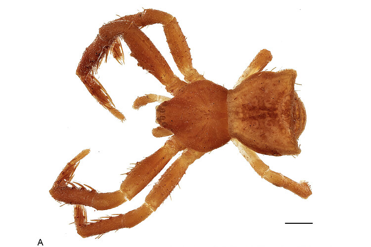 minuta