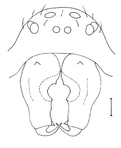 occidentalis