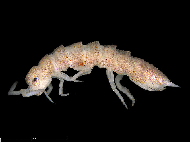 FP-13544