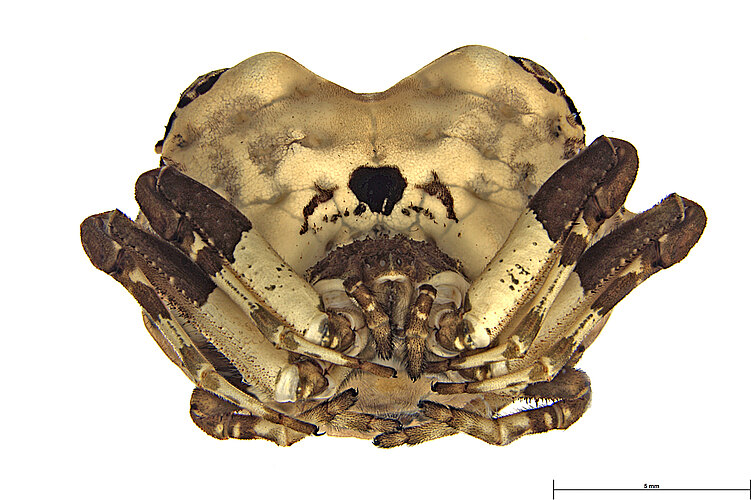 excavata