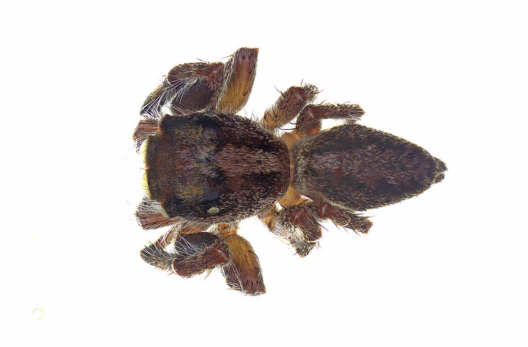 FP-14882
