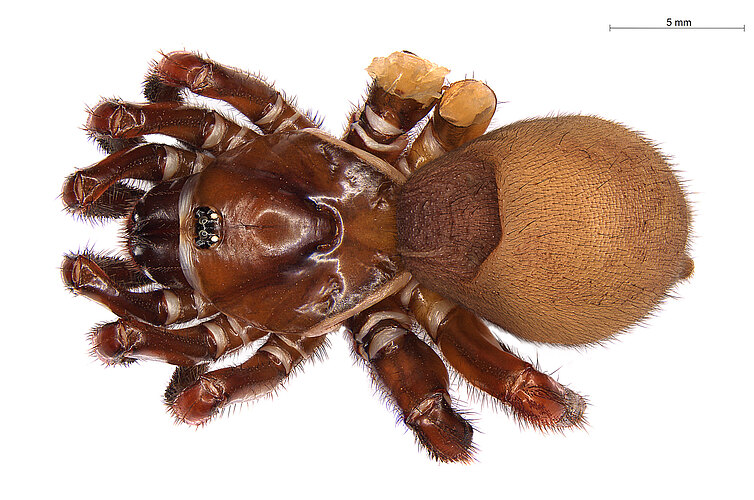 FP-14392 (WAM MYG1137)