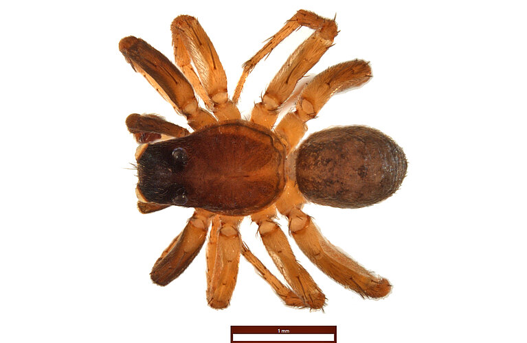 howquaensis