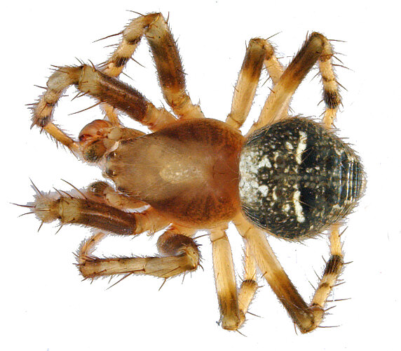 albotriangulus