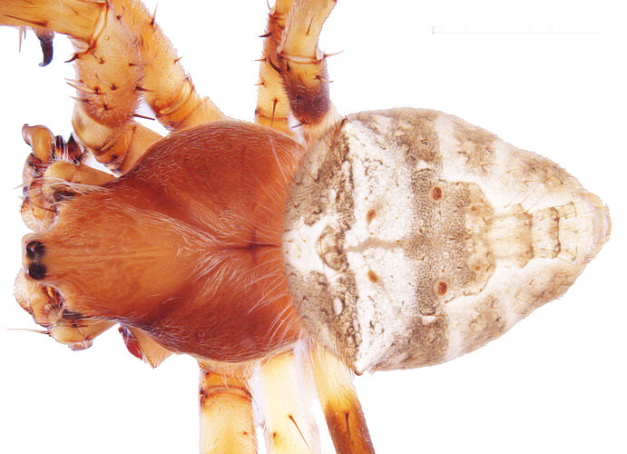 megacantha