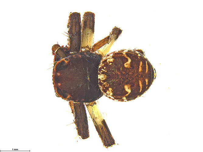 FP-353
