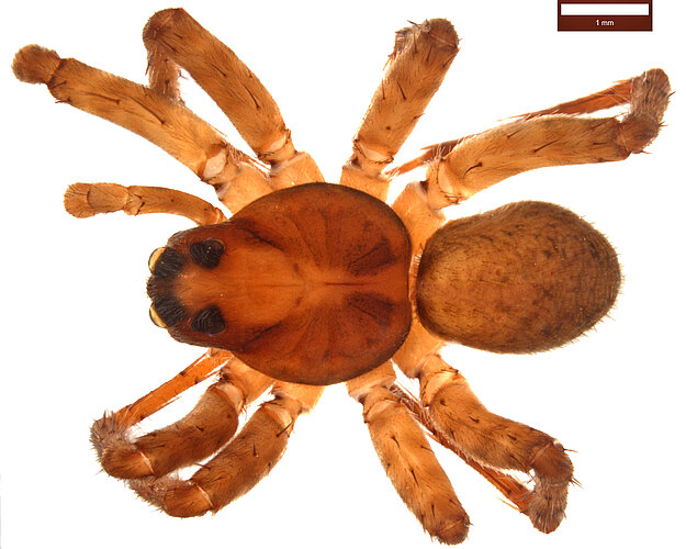 terania