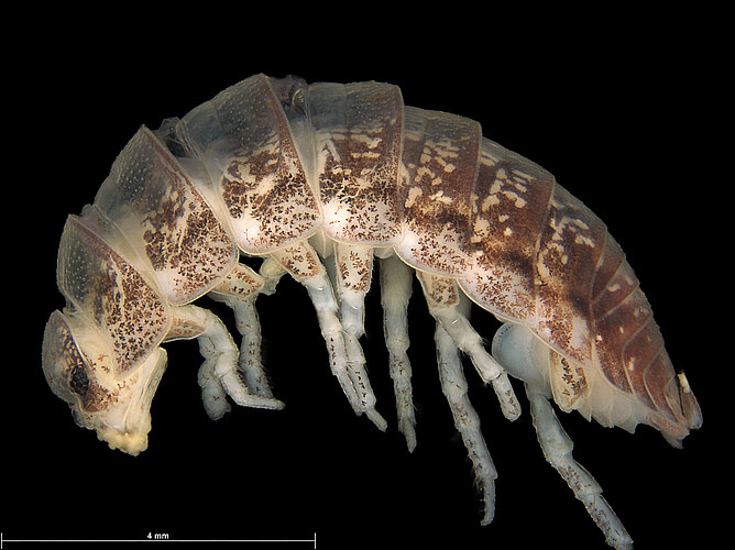 pallidulus