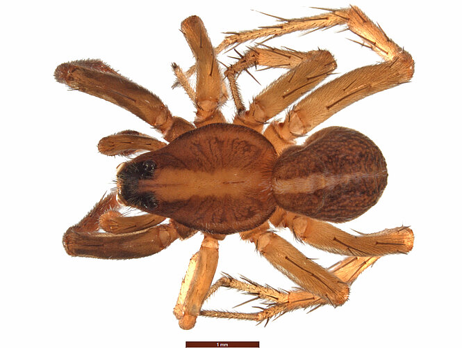 barringtonensis