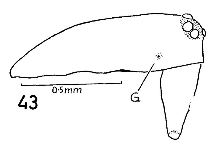 simplicitarsis