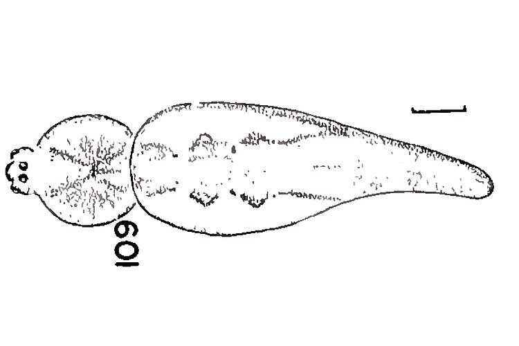 probata