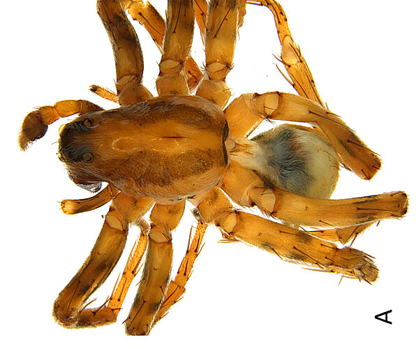 lacustris