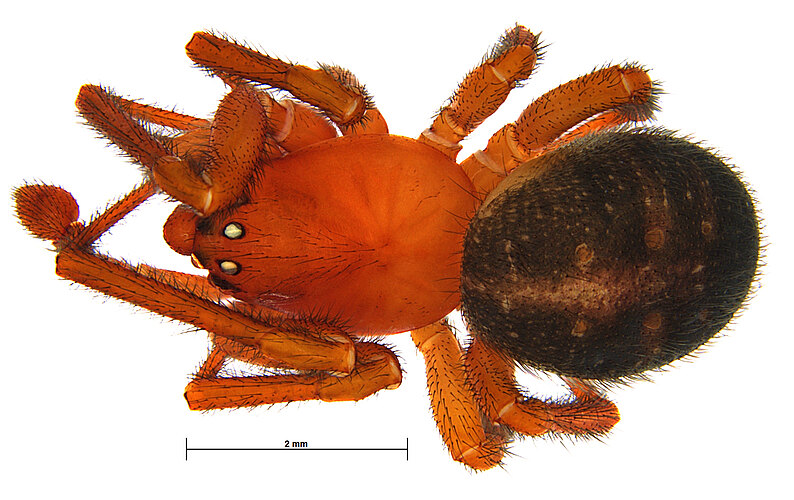 adelphus