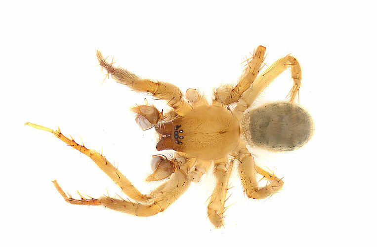 FP-14774