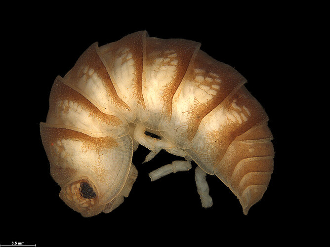 FP-13715